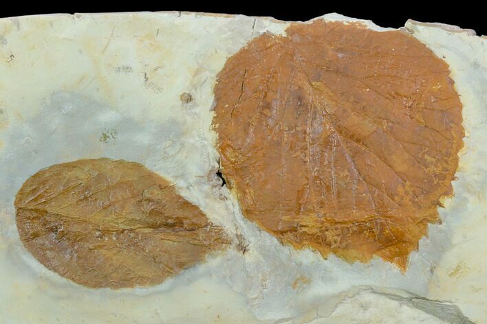 Two Fossil Leaves (Davidia And Celtis) - Montana #120792